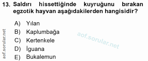 13. soru: Saldırı hissettiğinde kuyruğunu bırakan egzotik hayvan aşağıdakilerden hangisidir? A) Yılan B) Kaplumbağa C) Kertenke…