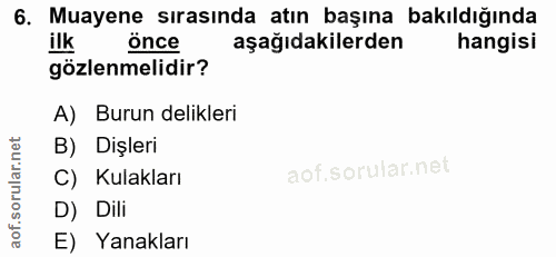 6. soru: Muayene sırasında atın başına bakıldığında önce aşağıdakilerden hangisi gözlenmelidir? A) Burun delikleri B) Dişleri…