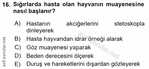 16. soru: Sığırlarda hasta olan hayvanın muayenesine nasıl başlanır? A) Hastanın akciğerlerini stetoskopla dinleyerek B) Hasta…