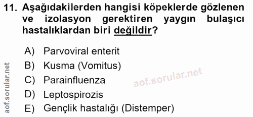 11. soru: Aşağıdakilerden hangisi köpeklerde gözlenen ve izolasyon gerektiren yaygın bulaşıcı hastalıklardan biri değildir? A)…