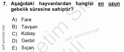 7. soru: Aşağıdaki hayvanlardan i hangisi en uzun gebelik süresine sahiptir? A) Fare B) Tavşan C) Kobay D) Gerbil E) Sıçan