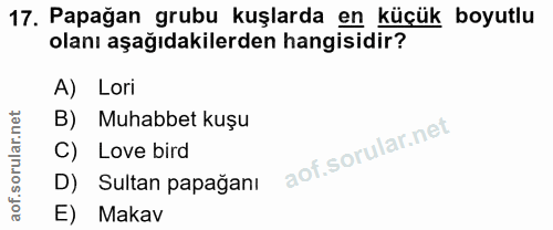 17. soru: Papağan grubu kuşlarda en küçük boyutlu olanı aşağıdakilerden hangisidir? A) Lori B) Muhabbet kuşu C) Love bird D) Su…