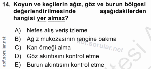 14. soru: Koyun ve keçilerin ağız, göz ve burun bölgesi değerlendirilmesinde aşağıdakilerden hangisi yer almaz? A) Nefes alış v…