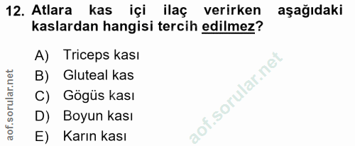 12. soru: Atlara kas içi ilaç verirken aşağıdaki kaslardan hangisi tercih edilmez? A) Triceps kası B) Gluteal kas C) Gögüs kası…