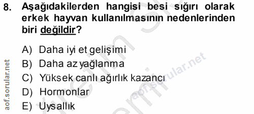 8. soru: Aşağıdakilerden hangisi besi sığırı olarak erkek hayvan kullanılmasının nedenlerinden biri değildir? A) Daha iyi et g…
