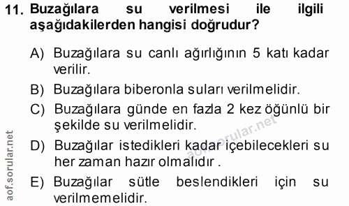 11. soru: Buzağılara Su verilmesi ile ilgili aşağıdakilerden hangisi doğrudur? A) Buzağılara su canlı ağırlığının 5 katı kadar…