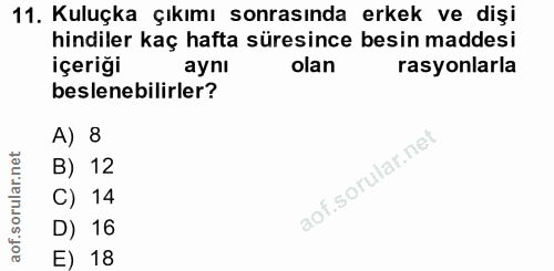 11. soru: Kuluçka çıkımı sonrasında erkek ve dişi hindiler kaç hafta süresince besin maddesi içeriği aynı olan rasyonlarla besl…