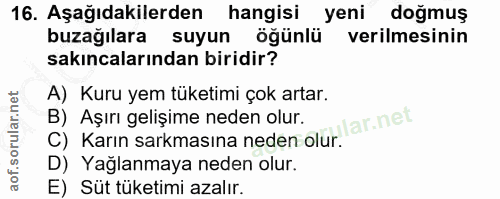 16. soru: Aşağıdakilerden hangisi yeni doğmuş buzağılara suyun öğünlü verilmesinin sakıncalarından biridir? A) Kuru yem tüketim…