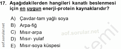17. soru: Aşağıdakilerden hangileri kanatlı beslenmesi için en uygun enerji-protein kaynaklarıdır? A) Çavdar-tam yağlı soya B)…