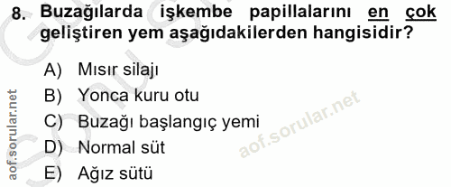 8. soru: Buzağılarda işkembe papillalarını en çok geliştiren yem aşağıdakilerden hangisidir? A) Mısır silajı B) Yonca kuru otu…