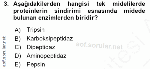 3. soru: Aşağıdakilerden hangisi tek midelilerde proteinlerin sindirimi esnasinda midede bulunan enzimlerden biridir? A) Trips…