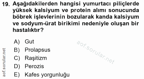 19. soru: Aşağıdakilerden hangisi yumurtacı piliçlerde yüksek kalsiyum ve protein alımı sonucunda böbrek işlevlerinin bozularak…