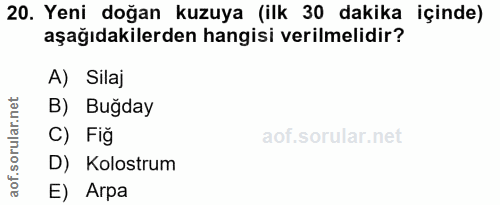 20. soru: Yeni doğan kuzuya (ilk 30 dakika içinde) aşağıdakilerden hangisi verilmelidir? A) Silaj B) Buğday C) Fiğ D) Kolostrum…
