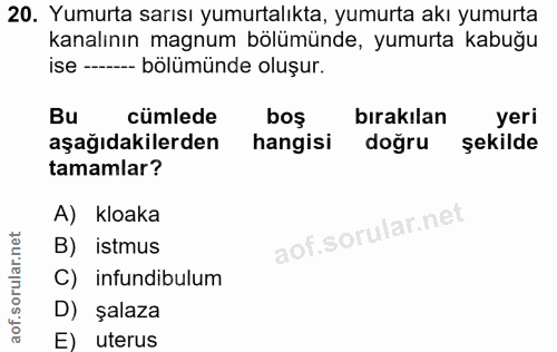 20. soru: Yumurta sarısı yumurtalıkta, yumurta akı yumurta kanalının magnum bölümünde, yumurta kabuğu ise - bölümünde oluşur. B…