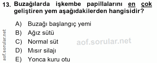 13. soru: Buzağılarda işkembe papillalarını en çok geliştiren yem aşağıdakilerden hangisidir? A) Buzağı başlangıç yemi B) Ağız…