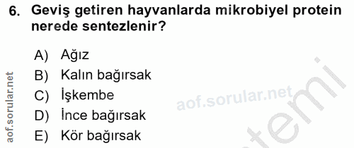 6. soru: Geviş getiren hayvanlarda mikrobiyel protein nerede sentezlenir? A) Ağız B) Kalın bağırsak C) Işkembe D) Ince bağırsa…