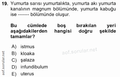 19. soru: Yumurta sarısı yumurtalıkta, yumurta akı yumurta kanalının magnum bölümünde, yumurta kabuğu ise - bölümünde oluşur. B…