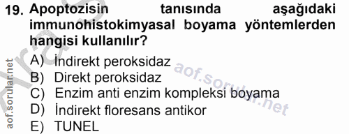 19. soru: Apoptozisin tanısında aşağıdaki immunohistokimyasal boyama yöntemlerden hangisi kullanılır? A) Indirekt peroksidaz ao…