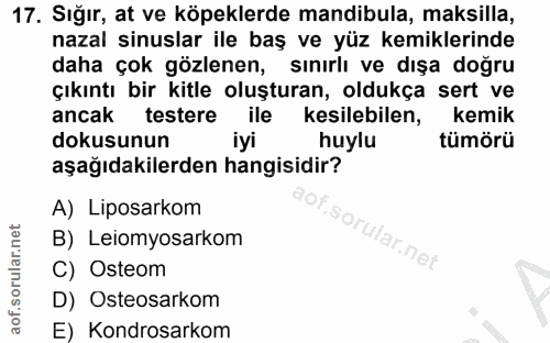 17. soru: Sığır, at ve köpeklerde mandibula, maksilla, nazal sinuslar ile baş ve yüz kemiklerinde daha çok gözlenen, sınırlı ve…