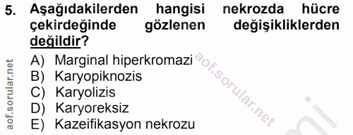 5. soru: Aşağıdakilerden hangisi nekrozda hücre çekirdeğinde gözlenen değişikliklerden değildir? B) Karyopiknozis Karyolizis D…