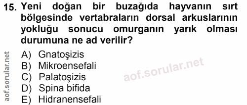 15. soru: Yeni doğan bir buzağıda hayvanın sırt bölgesinde vertabraların dorsal arkuslarının yokluğu sonucu omurganın yarık olm…