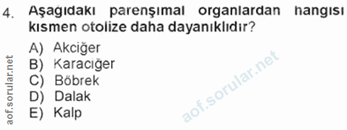 4. soru: Aşagıdakı parenşımal organlardan hangısı kısmen otolize daha dayanıklıdır? A) Akciğer B) Karacığer C) Böbrek D) Dalak…