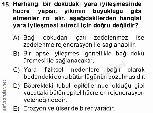 15. soru: Herhangi bir dokudaki yara iyileşmesinde hücre yapısı, yıkımın büyüklüğü gibi etmenler rol alır, aşağıdakilerden hang…