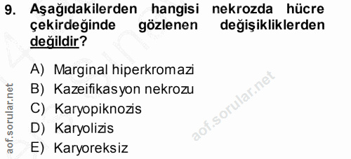 9. soru: Aşağıdakilerden hangisi nekrozda hücre çekirdeğinde gözlenen değişikliklerden değildir? A) Marginal hiperkromazi B) K…