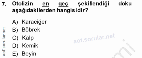 7. soru: Otolizin en gec şekillendiği doku aşağıdakilerden hangisidir? A) Karaciğer B) Böbrek C) Kalp D) Kemik E) Beyin
