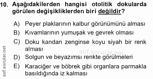 10. soru: Aşağıdakilerden hangisi otolitik dokularda görülen değişikliklerden biri değildir? A) Peyer plaklarının kalbur görünü…