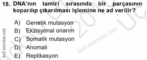 18. soru: DNA'nin tamiri sırasında bir parçasının koparılıp çıkarılması işlemine ne ad verilir? A) Genetik mutasyon B) Ekzisyon…