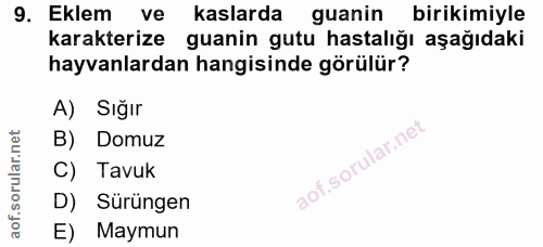 9. soru: Eklem ve kaslarda guanin birikimiyle karakterize guanin gutu hastalığı aşağıdaki hayvanlardan hangisinde görülür? A)…