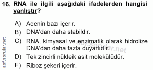 16. soru: RNA ile ilgili aşağıdaki ifadelerden hangisi yanlıştır? A) Adenin bazı içerir. B) DNA'dan daha stabildir. C) RNA, kim…
