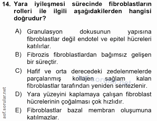 14. soru: Yara iyileşmesi sürecinde fibroblastların rolleri ile ilgili aşağıdakilerden hangisi doğrudur? A) Granulasyon dokusun…