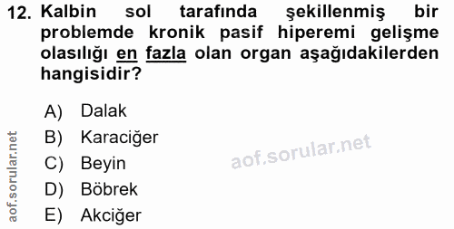 12. soru: Kalbin sol tarafında şekillenmiş bir problemde kronik pasif hiperemi gelişme olasılığı en fazla olan organ aşağıdakil…