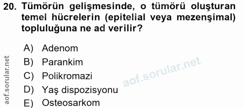 20. soru: Tümörün gelişmesinde, o tümörü oluşturan temel hücrelerin (epitelial veya mezenşimal) topluluğuna ne ad verilir? A) A…