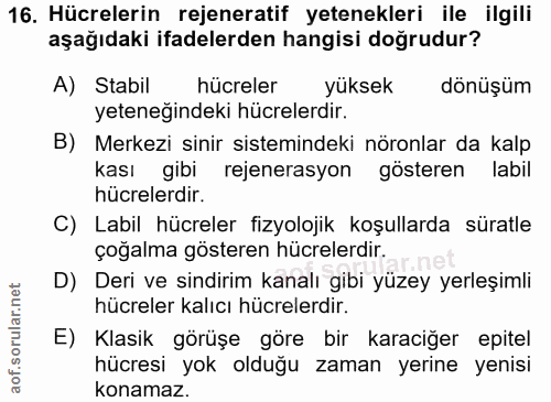 16. soru: Hücrelerin rejeneratif yetenekleri ile ilgili aşağıdaki ifadelerden hangisi doğrudur? A)Stabil hücreler yüksek dönüşü…