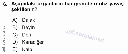 6. soru: Aşağıdaki organların hangisinde otoliz yavaş şekillenir? A) Dalak rular.net B) Beyin C) Deri aof.s D) Karaciğer E) Kalp