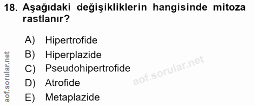 18. soru: Aşağıdaki değişikliklerin hangisinde mitoza rastlanır? A) Hipertrofide B) Hiperplazide C) Pseudohipertrofide D) Atrof…