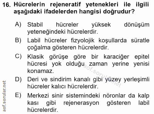 16. soru: Hücrelerin rejeneratif yetenekleri ile ilgili aşağıdaki ifadelerden hangisi doğrudur? A) Stabil hücreler yüksek dönüş…