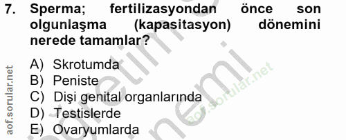 7. soru: Sperma; fertilizasyondan önce son olgunlaşma (kapasitasyon) dönemini nerede tamamlar? A) Skrotumda lar.ne B) Peniste…