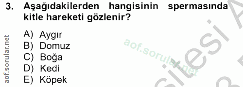 3. soru: Aşağıdakilerden hangisinin spermasında kitle hareketi gözlenir? A) Aygır B) Domuz aof.sorulsyd TeSI C) Boğa D) Kedi E…