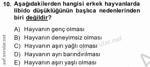 10. soru: Aşağıdakilerden hangisi erkek hayvanlarda libido düşüklüğünün başlıca nedenlerinden biri değildir? A) Hayvanın genç o…