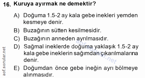 16. soru: Kuruya ayırmak ne demektir? A) Doğuma 1.5-2 ay kala gebe inekleri yemden kesmeye denir. B) Buzağının sütten kesilmesi…