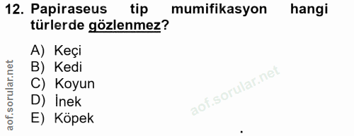 12. soru: Papiraseus tip mumifikasyon hangi türlerde gözlenmez? A) Keçi B) Kedi C) Koyun D) İnek E) Köpek