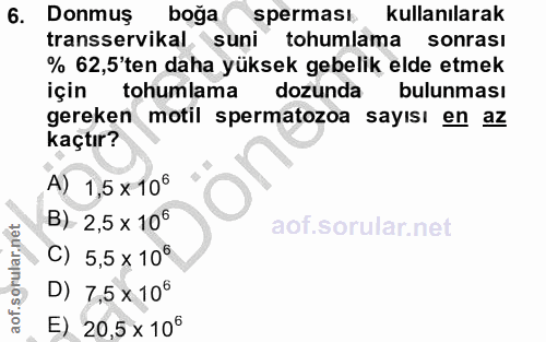 6. soru: Donmus boğa sperması kullanılarak transservikal suni tohumlama sonrası % 62,5'ten daha yüksek gebelik elde etmek için…