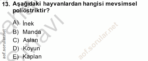 13. soru: Aşağıdaki hayvanlardan hangisi mevsimsel poliostriktir? A). Inek B) Manda C) Aslan D) Koyun E) Kaplan