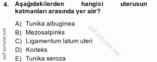 4. soru: Aşağıdakilerden hangisi uterusun katmanları arasında yer alır? A) Tunika albuginea B) Mezosalpinks C) Ligamentum latu…