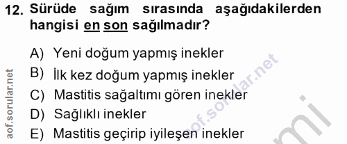 12. soru: Sürüde sağım sırasında aşağıdakilerden hangisi en son sağılmadır? A) Yeni doğum yapmış inekler B) İlk kez doğum yapmı…