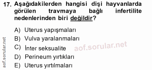 17. soru: Aşağıdakilerden hangisi dişi hayvanlarda görülen travmaya bağlı infertilite nedenlerinden biri değildir? A) Uterus ya…